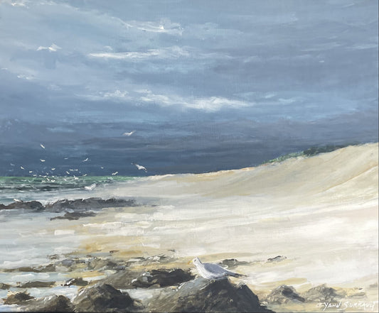 Goëlands à Sauveterre